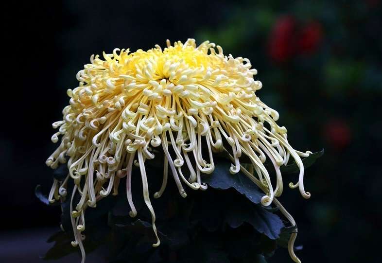 品种菊--岸之赤星