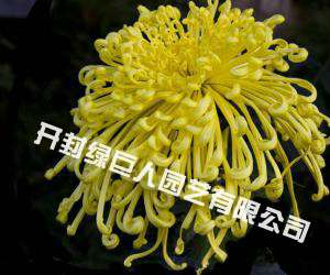 品种菊--汴梁腾云