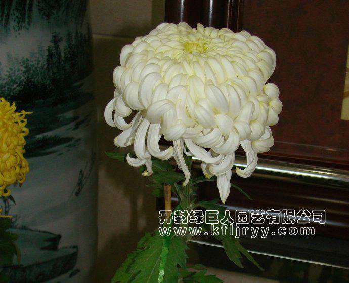 品种菊--太平银峰