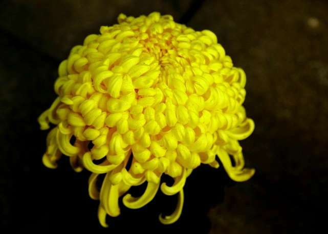 品种菊--天女神秘