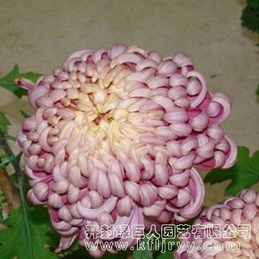 品种菊--紫云遮月