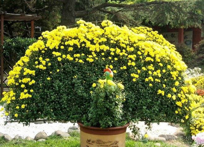 菊花造型--孔雀开屏