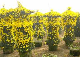 艺菊造型--宝塔