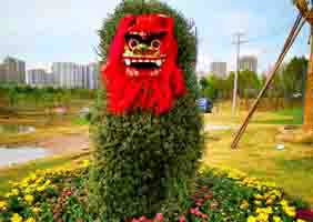 艺菊造型--狮子