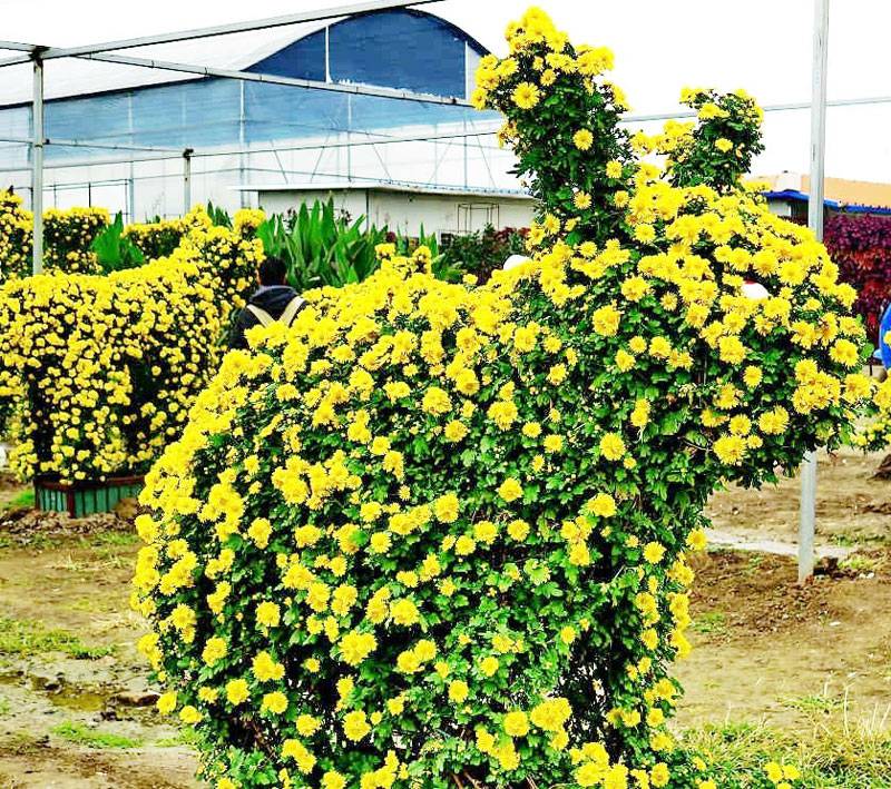 艺菊造型--菊兔