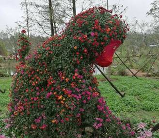 艺菊造型--菊猴