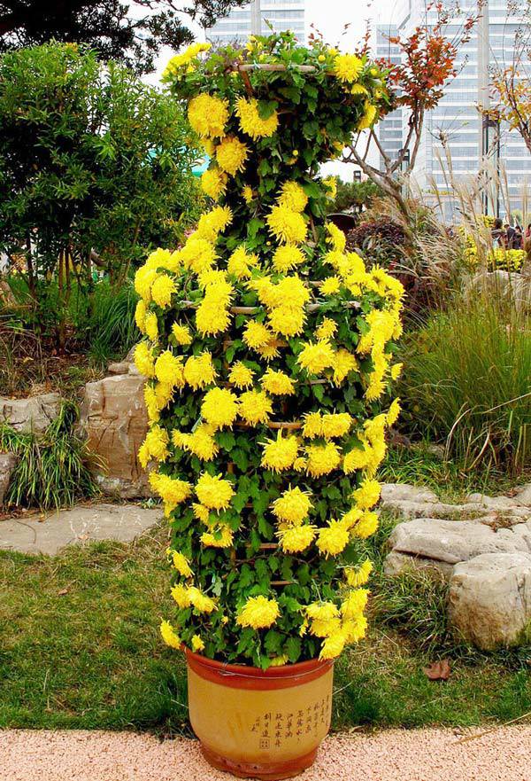 艺菊造型--平安瓶