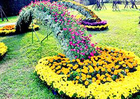 艺菊造型--彩虹