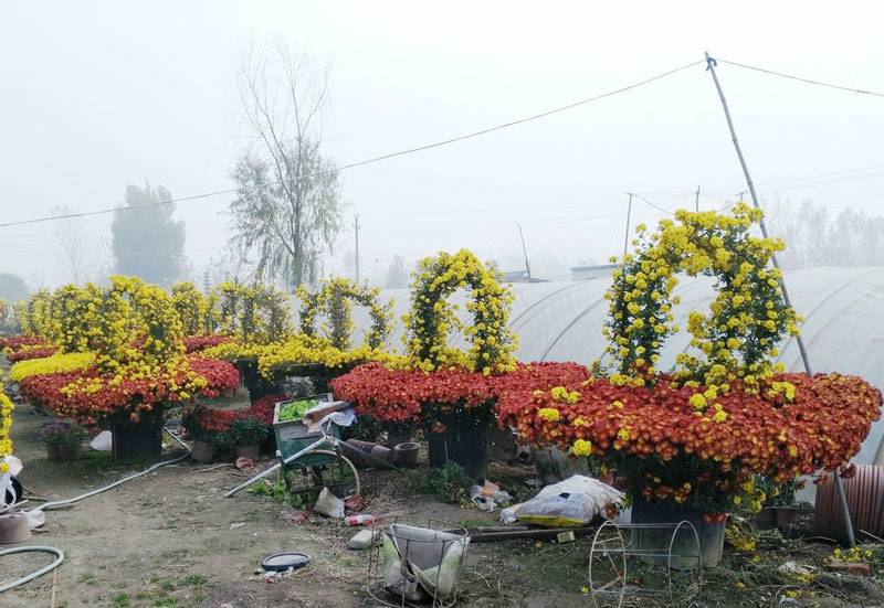 艺菊造型--花篮
