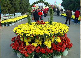 艺菊造型--花篮