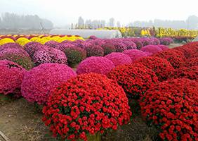 艺菊造型--菊球