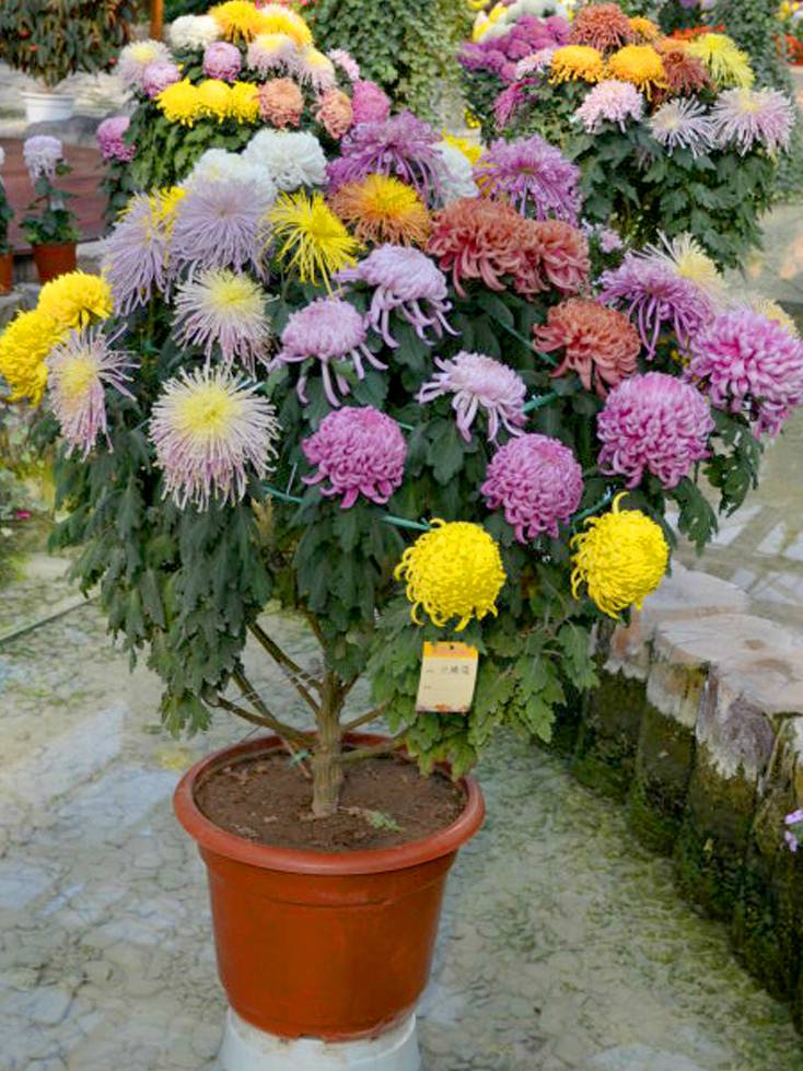 艺菊造型--千彩菊树