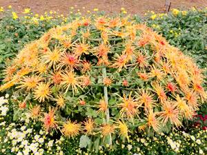 艺菊造型--小立菊