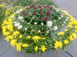 艺菊造型--小立菊