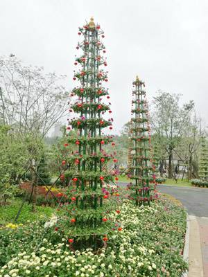 艺菊造型--塔菊