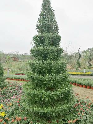 艺菊造型--塔菊