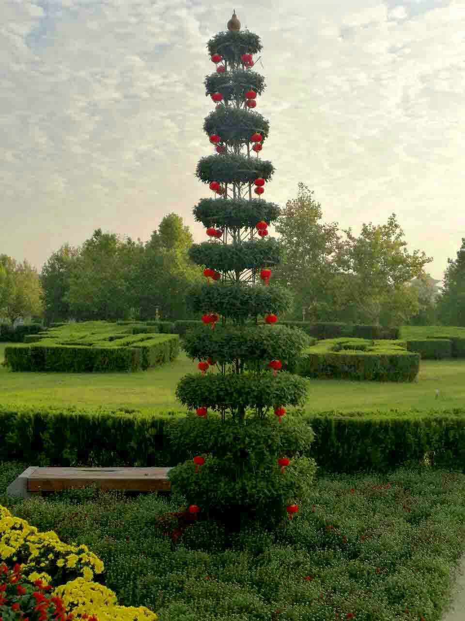 艺菊造型--塔菊