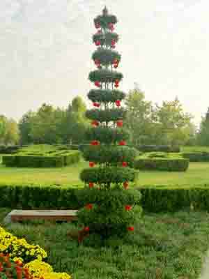 艺菊造型--塔菊