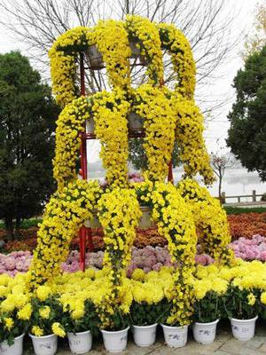 艺菊造型--悬崖菊