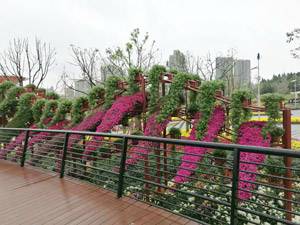 艺菊造型--悬崖菊