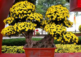 艺菊造型--盆景菊