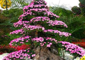 艺菊造型--盆景菊