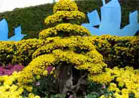 艺菊造型--盆景菊