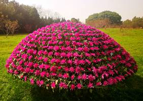 艺菊造型--大立菊