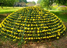 艺菊造型--大立菊