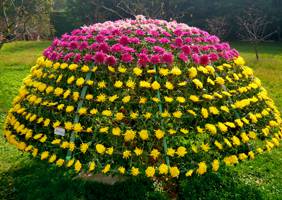 艺菊造型--大立菊